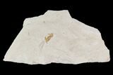 Fossil Pea Crab (Pinnixa) From California - Miocene #128094-1
